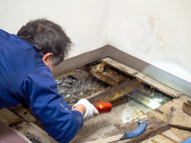 Best Mold Damage Repair  in Venersborg, WA