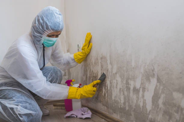 Best Local Mold Removal Service  in Venersborg, WA