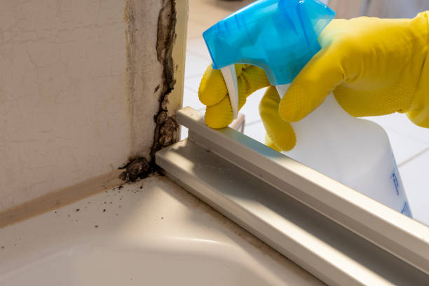 Professional Mold Removal in Venersborg, WA