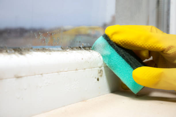 Best Mold Removal Company Near Me  in Venersborg, WA