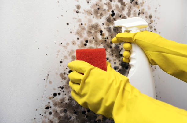 Best Certified Mold Removal  in Venersborg, WA