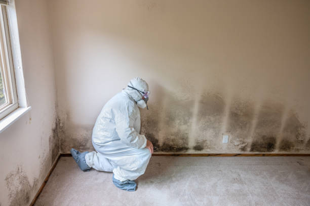 Best Certified Mold Removal  in Venersborg, WA