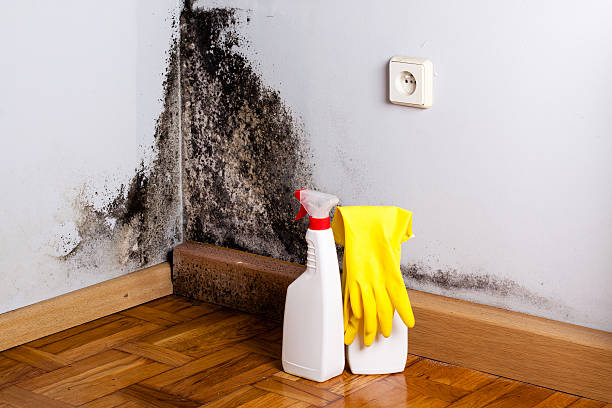 Best Emergency Mold Removal  in Venersborg, WA